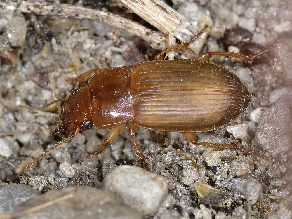 Harpalus affinis neosfarfallato